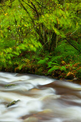 Bosque Atlántico, Reserva Integral de Muniellos, Asturias.  Forest. Muniellos Natural Reserve. Asturias. Spain