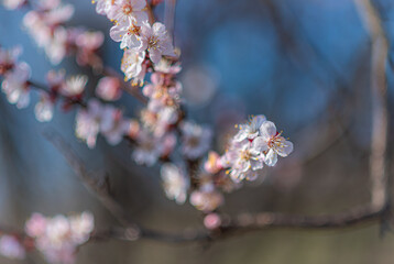 Crerry tree blooming