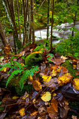 Bosque Atlántico, Reserva Integral de Muniellos, Asturias.  Forest. Muniellos Natural Reserve. Asturias. Spain