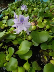 Fototapeta premium Water Hyacinth are blooming in the pond design for green water plants