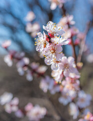 Fototapeta premium Crerry tree blooming