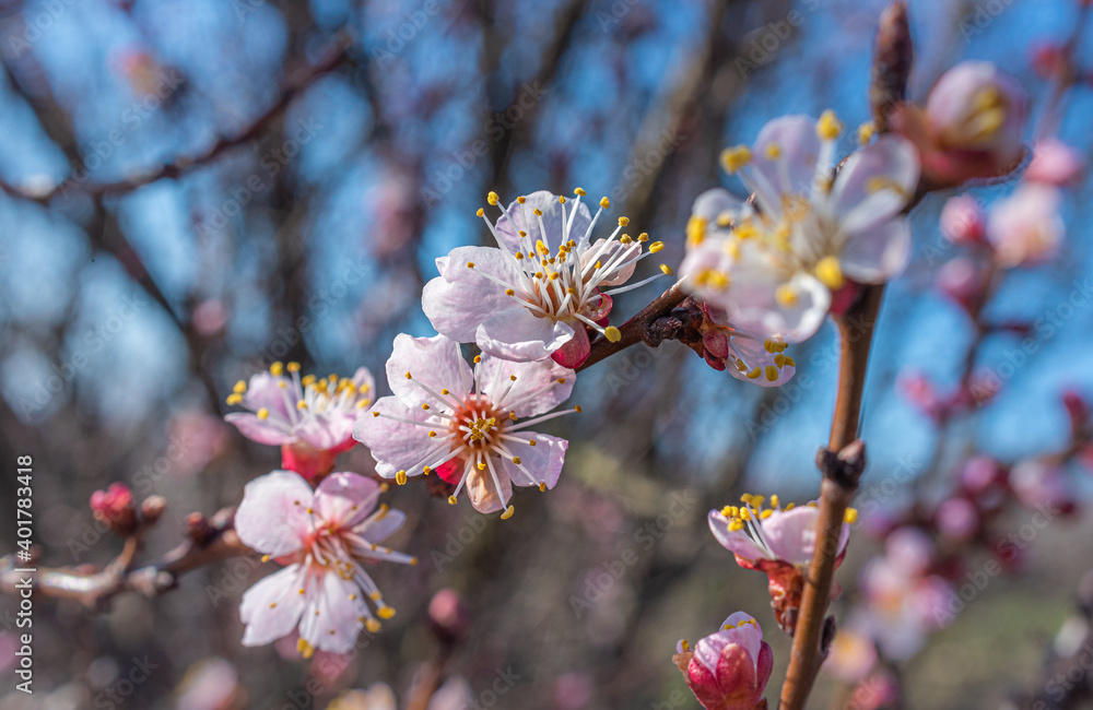 Wall mural Crerry tree blooming