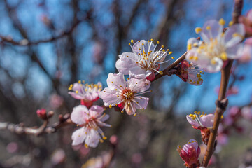 Crerry tree blooming
