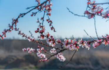 Crerry tree blooming