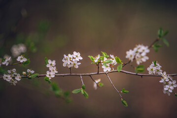 Apple tree blooming