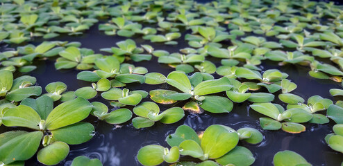 Beautiful floating water lettuce. Selected focus.