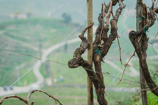 Valdobbiadene, Italy, the way of the Prosecco wine. Unesco world heritage