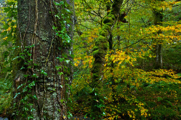 Bosque Atlántico, Reserva Integral de Muniellos, Asturias.  Forest. Muniellos Natural Reserve. Asturias. Spain