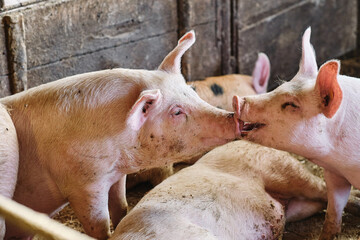Kissing pigs on the farm