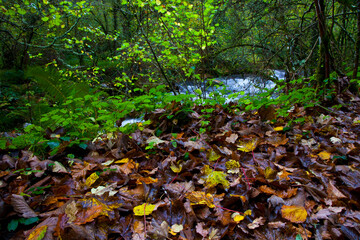 Bosque Atlántico, Reserva Integral de Muniellos, Asturias.  Forest. Muniellos Natural Reserve. Asturias. Spain