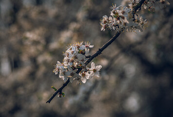 Cherry tree blooming