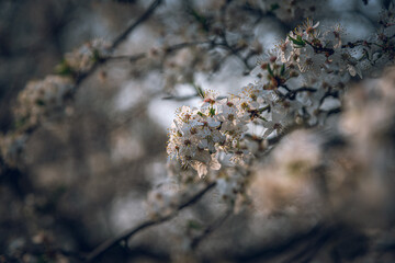 Cherry tree blooming
