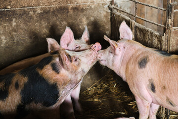 Domestic pigs on the farm