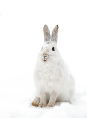 Snowshoe hare closeup in winter in Canada
