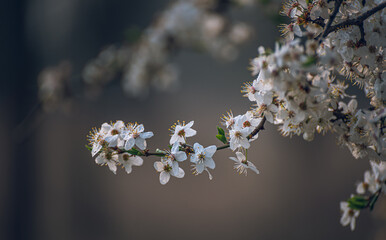 Cherry tree blooming