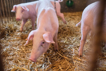 Domestic pigs on the farm
