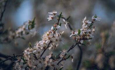 Cherry tree blooming