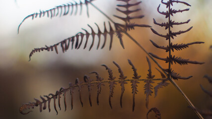 Feuilles de fougère aux teintes automnales, photographiées dans la forêt des Landes de Gascogne