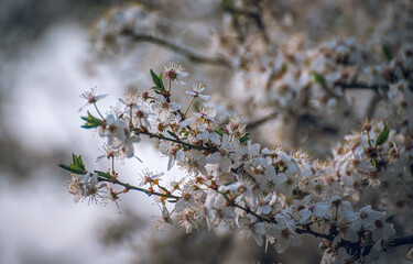 Cherry tree blooming