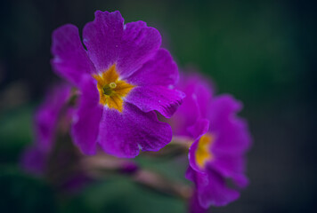 Obraz premium Garden flower