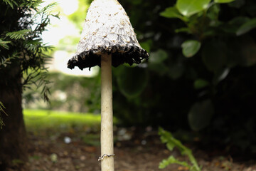 Sturdy, elegant mushroom reaching for the sky