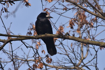 gawron na drzewiw © drlmk