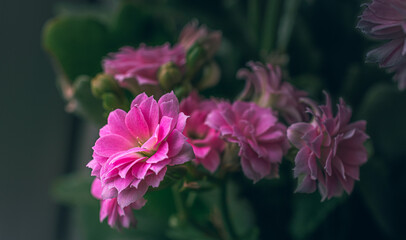 Obraz premium Garden flower