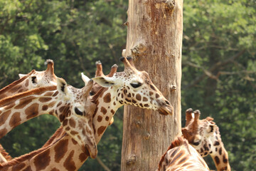 Giraffes feeding at a safari park in the UK