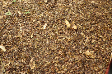Ground level view of the flora on the forest floor