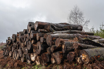 Sehr alte Baumst&auml;mme warten auf den Abtransport