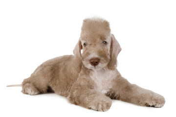 Purebred beige Bedlington Terrier puppy lying in the studio over white