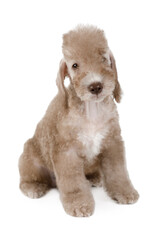 Purebred beige Bedlington Terrier puppy sitting over white