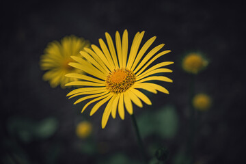 Garden flower