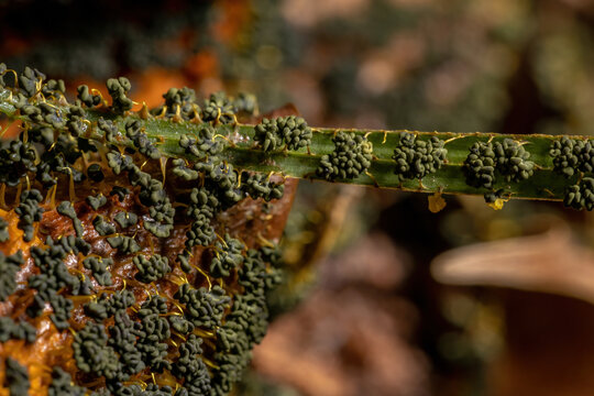 Sporangia of the Many Headed Slime scattered on dry leaves on the ground