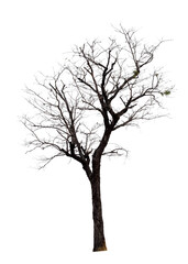 Dry of dead tree with clipping path isolated on white background