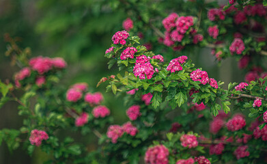 Obraz premium Garden flower