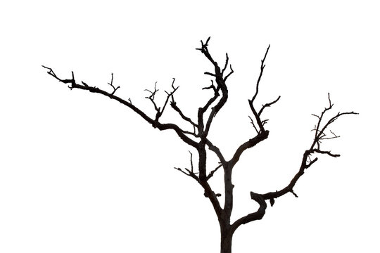 Dry branch of dead tree with clipping path isolated on white background