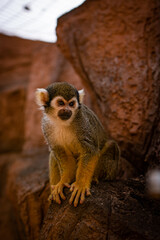 Cute Squirrel monkey Saimiri on tree with orange background