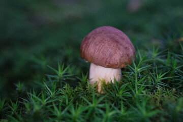 small chestnut boletus