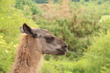 Fototapeta premium llama in the zoo