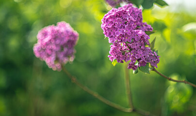 Obraz premium Lilac