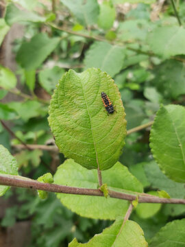 Caterpillar on the prowl for a tasty leaf