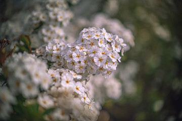 Fototapeta premium Garden flower