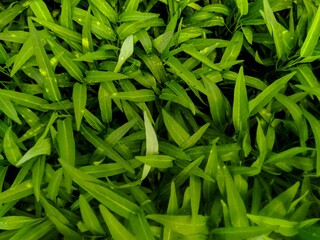 green background of pests affected by kale plants