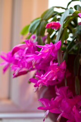 Christmas Cactus in flower against a window indoors, England, United Kingdom