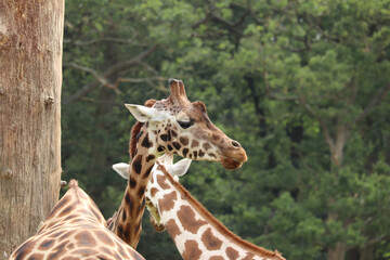 Giraffes feeding at a safari park in the UK