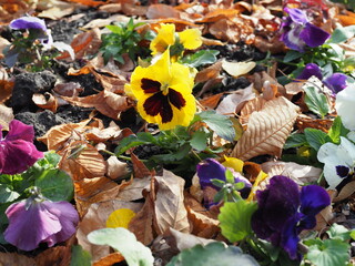 Garden pansy flowers in autumn close up