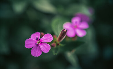 Fototapeta premium Garden flower