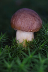 mushroom in the grass