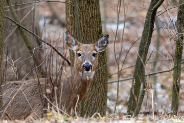 The white-tailed deer in the park